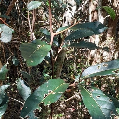 Cryptocarya obovata at Pappinbarra, NSW - 24 Sep 2025 by jonvanbeest