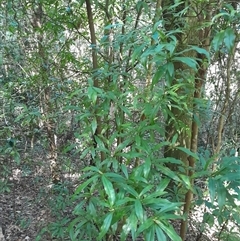 Tasmannia insipida at Pappinbarra, NSW - 24 Sep 2025 by jonvanbeest