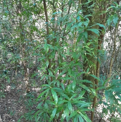 Tasmannia insipida at Pappinbarra, NSW - 24 Sep 2025 by jonvanbeest