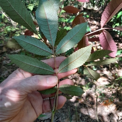 Ackama paniculosa at Pappinbarra, NSW - 24 Sep 2025 by jonvanbeest