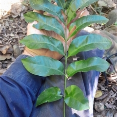 Didymocheton fraserianus (rosewood, rose mahogany) at Pappinbarra, NSW - 24 Sep 2025 by jonvanbeest