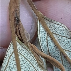 Alphitonia excelsa at Pappinbarra, NSW - 24 Sep 2025 01:53 PM