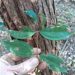 Rhodamnia rubescens (Scrub Turpentine, Brown Malletwood) at Pappinbarra, NSW - 24 Sep 2025 by jonvanbeest