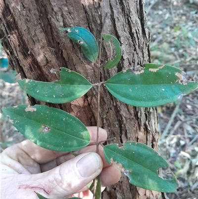Rhodamnia rubescens (Scrub Turpentine, Brown Malletwood) at Pappinbarra, NSW - 24 Sep 2025 by jonvanbeest