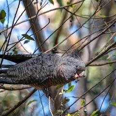 Callocephalon fimbriatum (Gang-gang Cockatoo) at Penrose, NSW - 24 Sep 2025 by Aussiegall