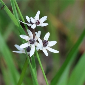 Wurmbea dioica subsp. dioica at Wodonga, VIC - 20 Sep 2025 by KylieWaldon