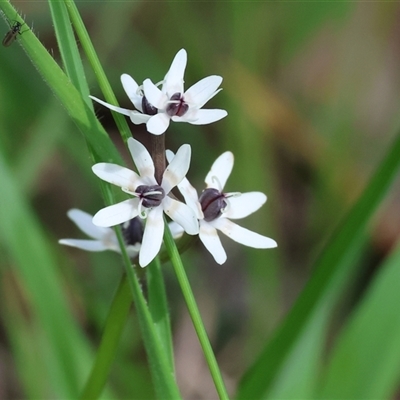 Wurmbea dioica subsp. dioica at Wodonga, VIC - 20 Sep 2025 by KylieWaldon