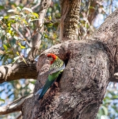 Platycercus eximius (Eastern Rosella) at Penrose, NSW - 24 Sep 2025 by Aussiegall