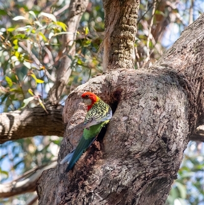Platycercus eximius (Eastern Rosella) at Penrose, NSW - 24 Sep 2025 by Aussiegall