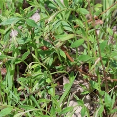 Gonocarpus tetragynus at Wodonga, VIC - 20 Sep 2025 by KylieWaldon