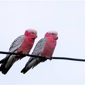 Eolophus roseicapilla (Galah) at Penrose, NSW - 24 Sep 2025 by Aussiegall