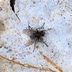 Helina sp. (genus) (Muscid fly) at Wodonga, VIC - 20 Sep 2025 by KylieWaldon