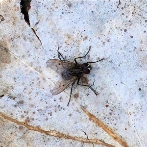 Helina sp. (genus) (Muscid fly) at Wodonga, VIC - 20 Sep 2025 by KylieWaldon
