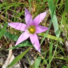 Romulea rosea var. australis at Wodonga, VIC - 20 Sep 2025 by KylieWaldon
