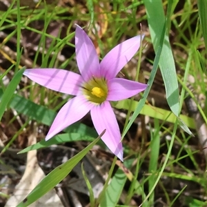 Romulea rosea var. australis at Wodonga, VIC - 20 Sep 2025 by KylieWaldon
