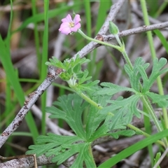 Geranium (genus) at Leneva, VIC - 20 Sep 2025 by KylieWaldon