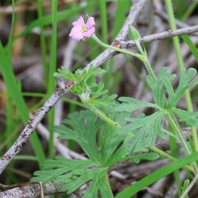 Geranium (genus) at Leneva, VIC - 20 Sep 2025 by KylieWaldon
