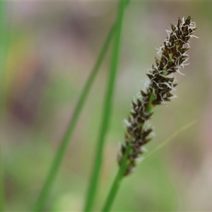 Carex appressa at Wodonga, VIC - 20 Sep 2025 by KylieWaldon