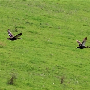 Anas superciliosa (Pacific Black Duck) at Wodonga, VIC - 20 Sep 2025 by KylieWaldon