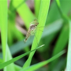 Chaoborus (genus) (Phantom Midge) at Wodonga, VIC - 20 Sep 2025 by KylieWaldon