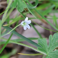 Geranium (genus) at Wodonga, VIC - 20 Sep 2025 by KylieWaldon