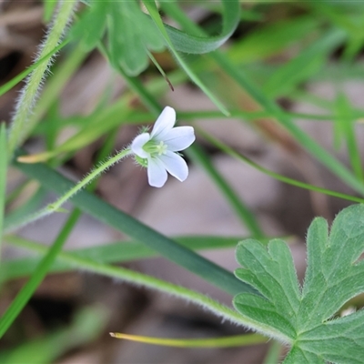 Geranium (genus) at Wodonga, VIC - 20 Sep 2025 by KylieWaldon