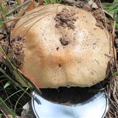 Agaricus campestris at Wodonga, VIC - 20 Sep 2025 by KylieWaldon