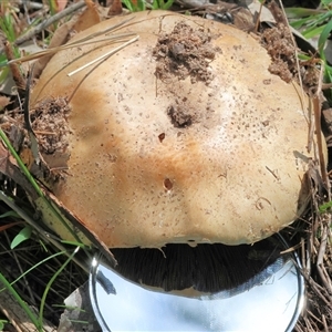 Agaricus campestris at Wodonga, VIC - 20 Sep 2025 by KylieWaldon