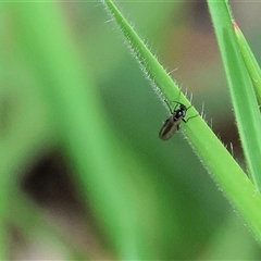 Sciaridae sp. (family) (Black fungus gnat) at Wodonga, VIC - 20 Sep 2025 by KylieWaldon