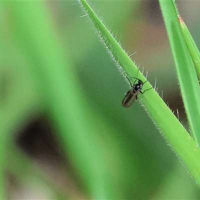 Sciaridae sp. (family) (Black fungus gnat) at Wodonga, VIC - 20 Sep 2025 by KylieWaldon
