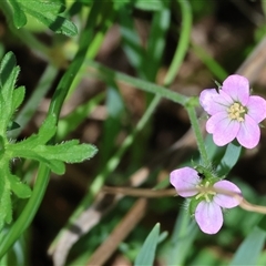 Geranium (genus) at Wodonga, VIC - 20 Sep 2025 by KylieWaldon