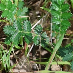 Acaena (genus) at Wodonga, VIC - 20 Sep 2025 by KylieWaldon