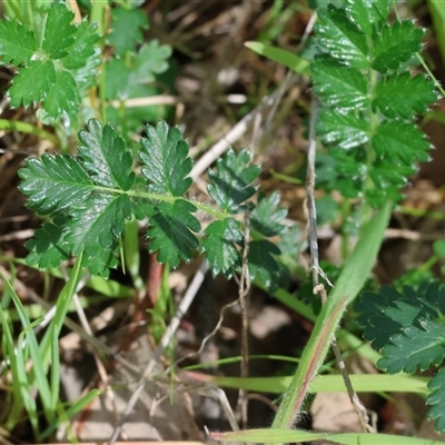Acaena (genus) at Wodonga, VIC - 20 Sep 2025 by KylieWaldon