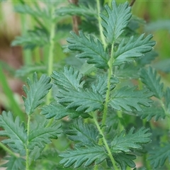 Acaena (genus) at Wodonga, VIC - 20 Sep 2025 by KylieWaldon