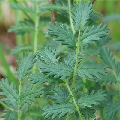 Acaena (genus) at Wodonga, VIC - 20 Sep 2025 by KylieWaldon