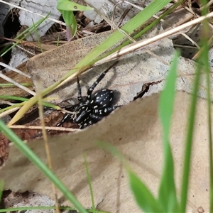Nyssus albopunctatus (White-spotted swift spider) at Wodonga, VIC - 20 Sep 2025 by KylieWaldon