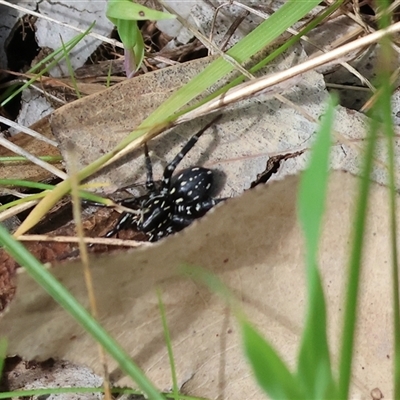 Nyssus albopunctatus (White-spotted swift spider) at Wodonga, VIC - 20 Sep 2025 by KylieWaldon