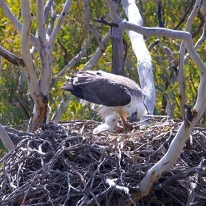 Icthyophaga leucogaster (White-bellied Sea-Eagle) at Googong, NSW - 23 Sep 2025 by jb2602