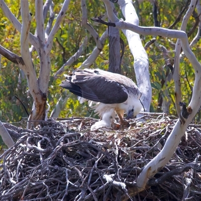 Icthyophaga leucogaster (White-bellied Sea-Eagle) at Googong, NSW - 23 Sep 2025 by jb2602
