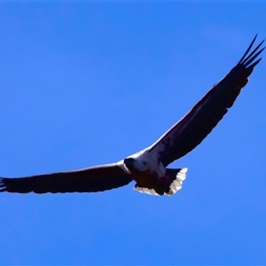 Icthyophaga leucogaster (White-bellied Sea-Eagle) at Googong, NSW - 23 Sep 2025 by jb2602