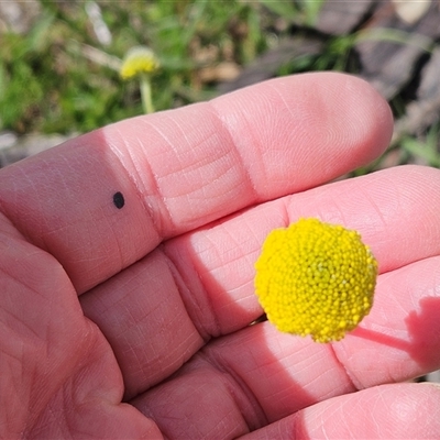 Craspedia variabilis (Common Billy Buttons) at Whitlam, ACT - 21 Sep 2025 by sangio7