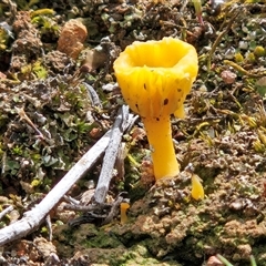 Lichenomphalia chromacea at Whitlam, ACT - 21 Sep 2025 10:35 AM