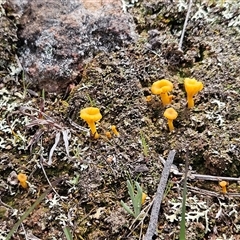 Lichenomphalia chromacea at Whitlam, ACT - 21 Sep 2025 10:35 AM
