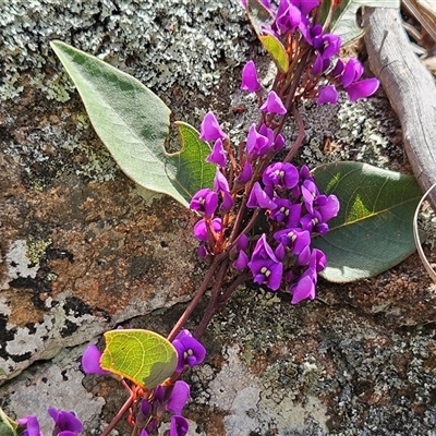 Hardenbergia violacea (False Sarsaparilla) at Whitlam, ACT - 21 Sep 2025 by sangio7
