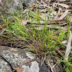 Carex breviculmis (Short-Stem Sedge) at Whitlam, ACT - 21 Sep 2025 by sangio7