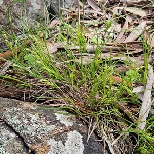 Carex breviculmis (Short-Stem Sedge) at Whitlam, ACT - 21 Sep 2025 by sangio7