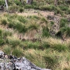 Carex appressa (Tall Sedge) at Bevendale, NSW - 19 Sep 2025 by KathKovac