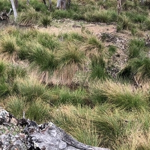 Carex appressa (Tall Sedge) at Bevendale, NSW - 19 Sep 2025 by KathKovac