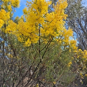 Acacia boormanii (Snowy River Wattle) at Symonston, ACT - 24 Sep 2025 by Mike