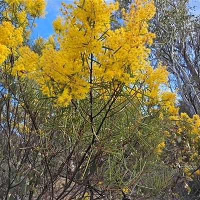 Acacia boormanii (Snowy River Wattle) at Symonston, ACT - 24 Sep 2025 by Mike